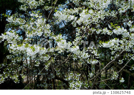 桜 山桜(やまざくら) 138625748