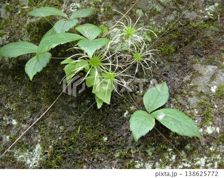 ｛神奈川県｝半鐘蔓の種子形成 138625772