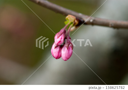 桜 思川桜(おもいがわざくら)の蕾 138625782