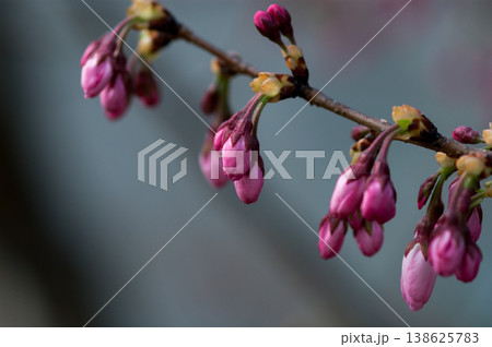 桜 思川桜(おもいがわざくら)の蕾 桜 思川桜(おもいがわざくら)の蕾 138625783