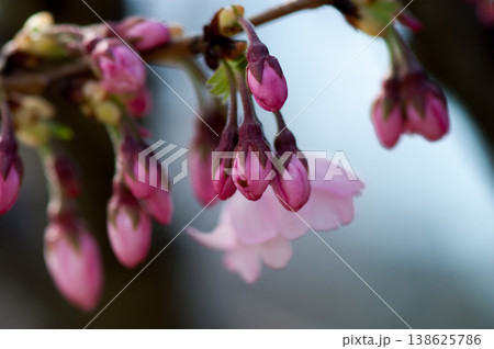 桜 思川桜(おもいがわざくら)の蕾 138625786