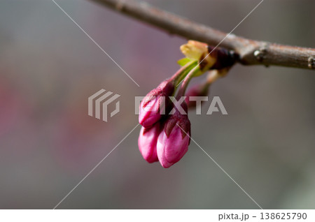 桜 思川桜(おもいがわざくら)の蕾 138625790