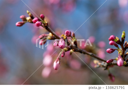 桜 思川桜(おもいがわざくら)の蕾 138625791