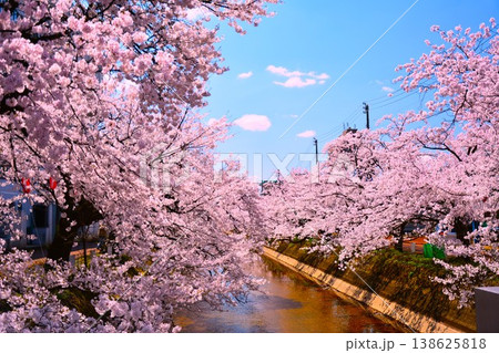 青空に満開に咲く新潟県長岡市福島江沿いの桜 青空に満開に咲く新潟県長岡市福島江沿いの桜 138625818
