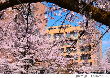 青空に満開に咲く新潟県長岡市福島江沿いの桜 青空に満開に咲く新潟県長岡市福島江沿いの桜 138625820