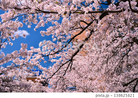 青空に満開に咲く新潟県長岡市福島江沿いの桜 青空に満開に咲く新潟県長岡市福島江沿いの桜 138625821