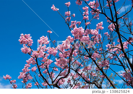 桜 陽光 (ようこう) 桜 陽光 (ようこう) 138625824