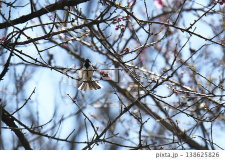 ジョウビタキと桃の花 ジョウビタキと桃の花 138625826