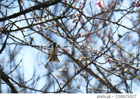 ジョウビタキと桃の花 138625827
