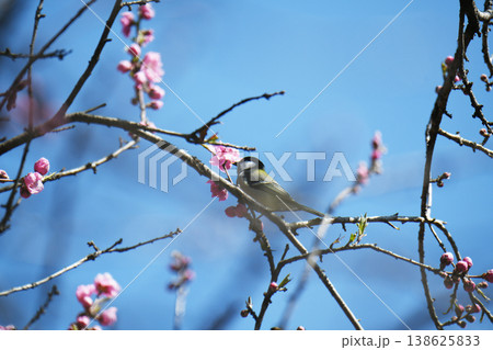 ジョウビタキと桃の花 ジョウビタキと桃の花 138625833