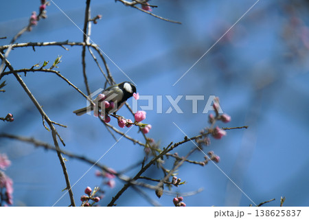 ジョウビタキと桃の花 138625837