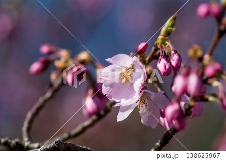 桜 思川桜(おもいがわざくら) 138625967