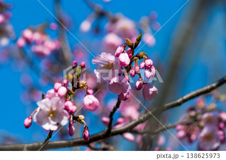 桜 思川桜(おもいがわざくら) 138625973