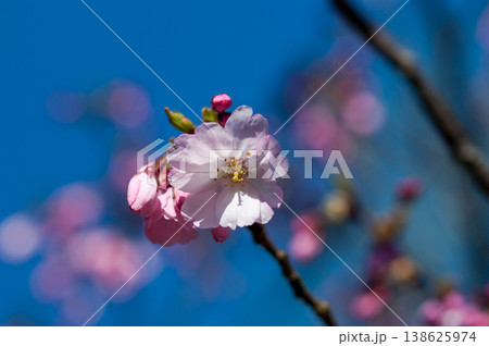 桜 思川桜(おもいがわざくら) 138625974
