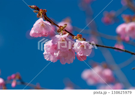 桜 思川桜(おもいがわざくら) 138625979