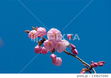 桜 思川桜(おもいがわざくら) 138625980