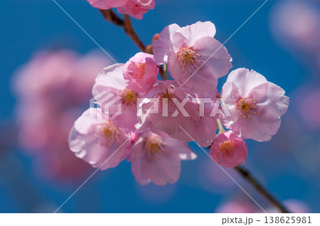 桜 思川桜(おもいがわざくら) 138625981