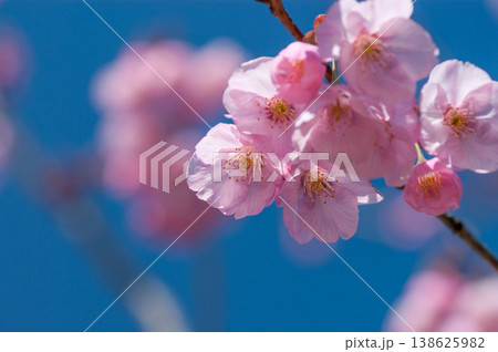 桜 思川桜(おもいがわざくら) 138625982