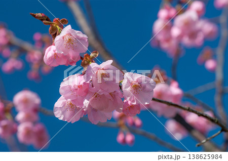 桜 思川桜(おもいがわざくら) 138625984