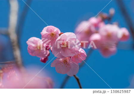 桜 思川桜(おもいがわざくら) 138625987