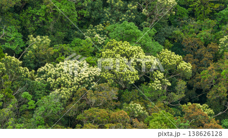 April 6 2026 a Flowering Tree Canopy Natural Texture April 6 2026 a Flowering Tree Canopy Natural Texture 138626128