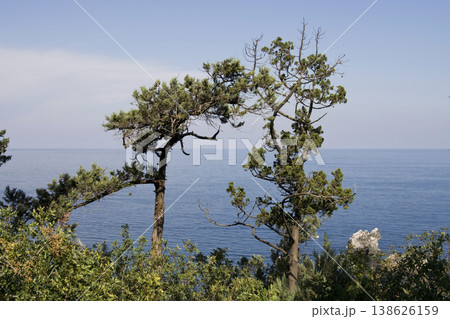 Two coniferous trees against the backdrop of the sea Two coniferous trees against the backdrop of the sea 138626159