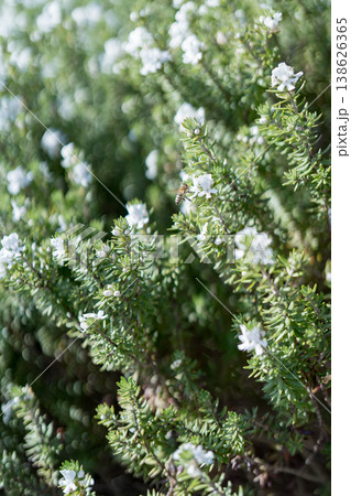 Intimate Shot Of Rosemary With Soft Bokeh Background And Dew 138626365