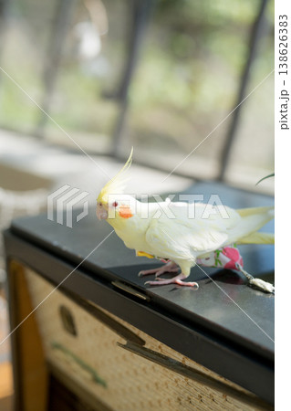 Bright Yellow Bird Perched On Antique Radio Near Window Scene Bright Yellow Bird Perched On Antique Radio Near Window Scene 138626383