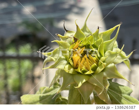 Close Up Of Helianthus Annuus Sunflower Bud With Emerging Yellow Petals 138626387