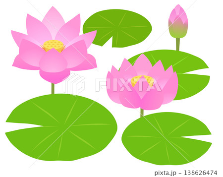 蓮の花 138626474