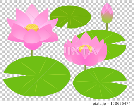 蓮の花 138626474