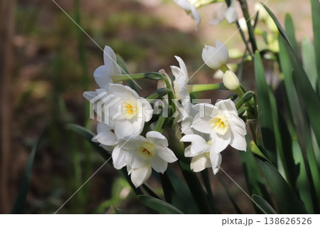早春の庭に咲く白いフサザキスイセンの花 138626526