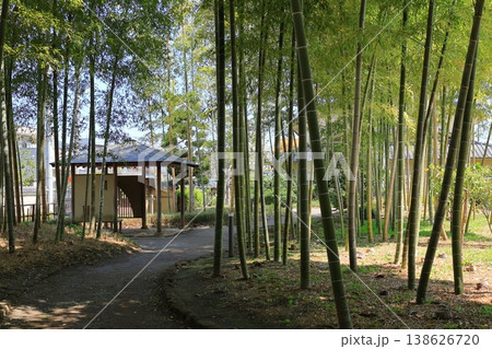 氷川の杜　文化館の竹林 138626720