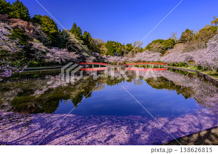 さくら名所100選 茂原公園の満開の桜と弁天湖のリフレクション さくら名所100選 茂原公園の満開の桜と弁天湖のリフレクション 138626815