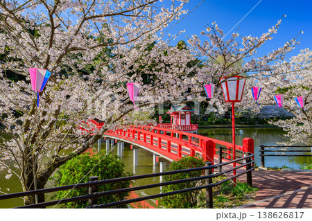 さくら名所100選 茂原公園の満開の桜と弁天湖のリフレクション 138626817