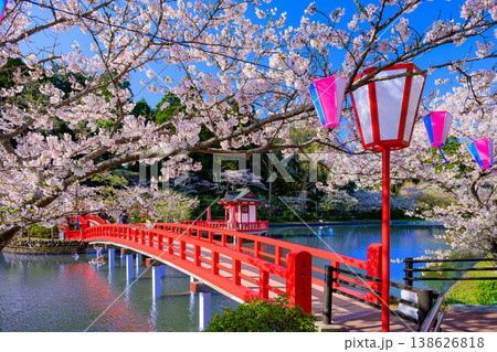 さくら名所100選 茂原公園の満開の桜と弁天湖のリフレクション さくら名所100選 茂原公園の満開の桜と弁天湖のリフレクション 138626818
