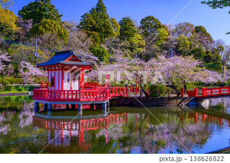 さくら名所100選 茂原公園の満開の桜と弁天湖のリフレクション 138626822