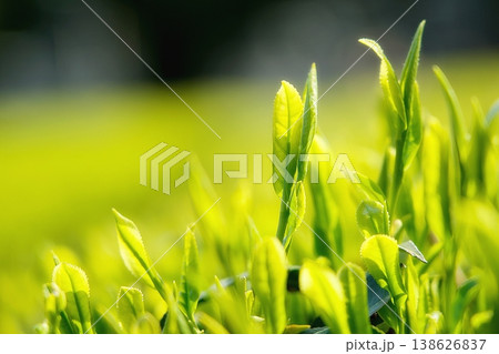 新茶の茶葉 新茶の茶葉 138626837