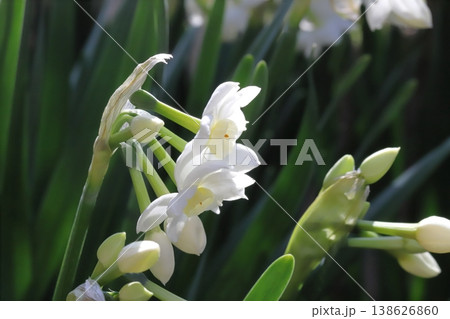 早春の庭に咲く白いフサザキスイセンの花 138626860