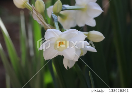 早春の庭に咲く白いフサザキスイセンの花 138626861