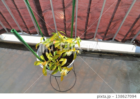 シキミ 黄白色の花 シキミ 黄白色の花 138627094