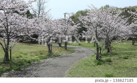 神戸市 西区 西神中央 西神中央公園 桜 他 神戸市 西区 西神中央 西神中央公園 桜 他 138627185