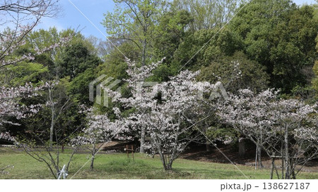 神戸市　西区　西神中央　西神中央公園　桜　他 138627187