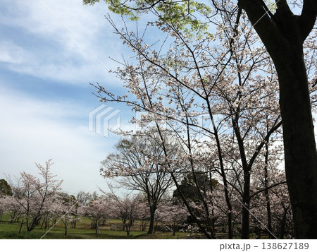 神戸市 西区 西神中央 西神中央公園 桜 他 神戸市 西区 西神中央 西神中央公園 桜 他 138627189