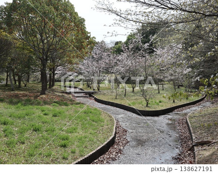 神戸市　西区　西神中央　西神中央公園　桜　他 138627191