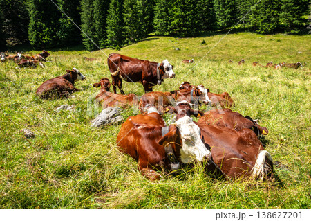 Brown cows resting in alpine pasture Contamines Montjoie, France Brown cows resting in alpine pasture Contamines Montjoie, France 138627201