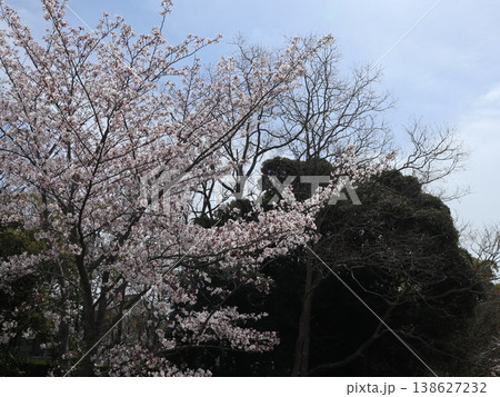 神戸市　西区　西神中央　西神中央公園　桜　他 138627232