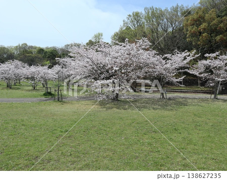 神戸市 西区 西神中央 西神中央公園 桜 他 神戸市 西区 西神中央 西神中央公園 桜 他 138627235