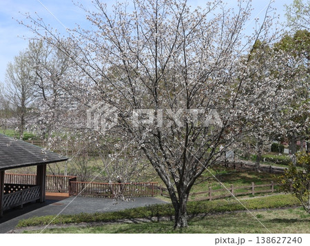 神戸市　西区　西神中央　西神中央公園　桜　他 138627240