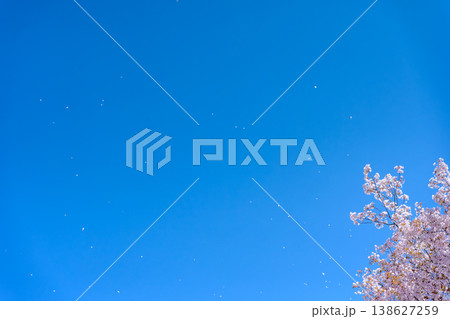 桜吹雪と青空 桜吹雪と青空 138627259